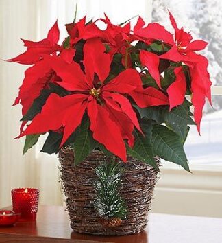 Large Red Christmas Poinsettia Plant