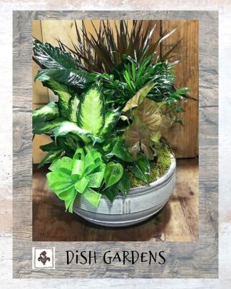 Moss & Ferns Dish Garden ~ Large
