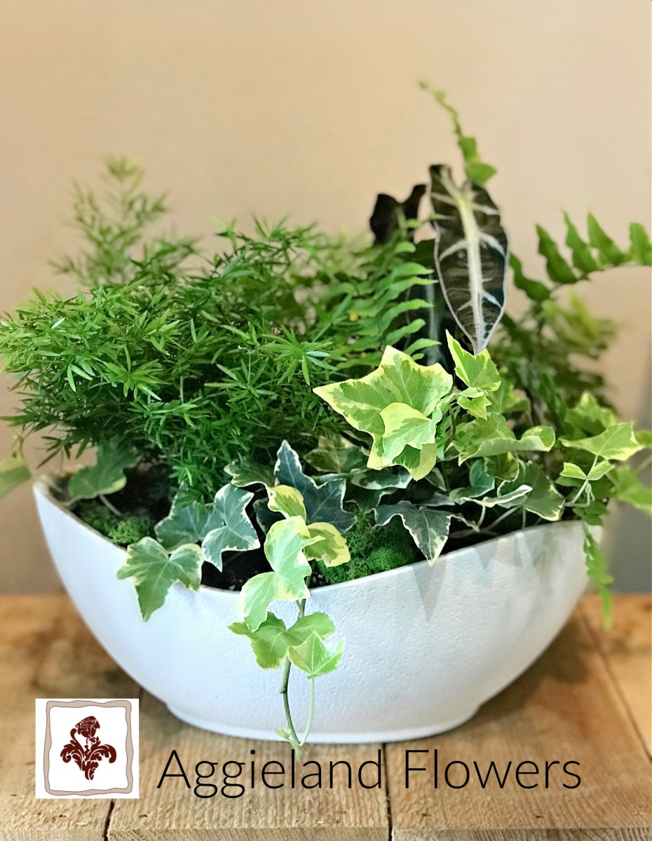 Medium Dish Garden