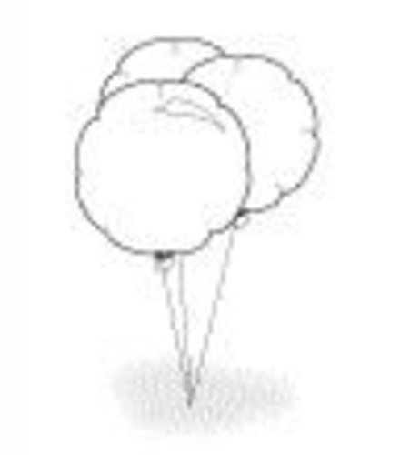 Mylar Balloon