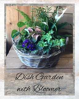 Basket Dish Garden with Bloomer