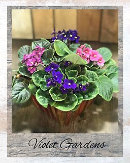 Violet Gardens