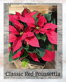 The Classic Red Poinsettia