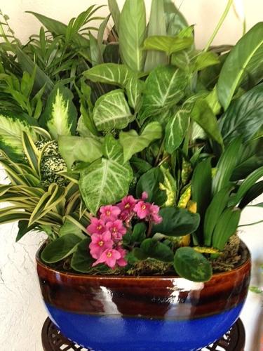 Mother\'s Day Dish Garden with African Violets!