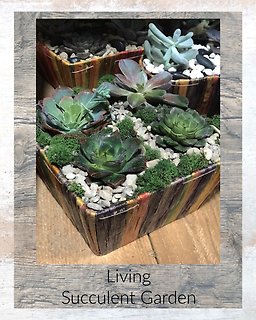 Fiesta Succulent Garden