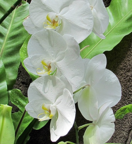 White Orchid Plant