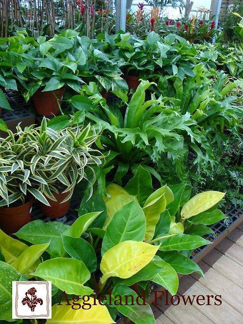Green Plants For Sympathy