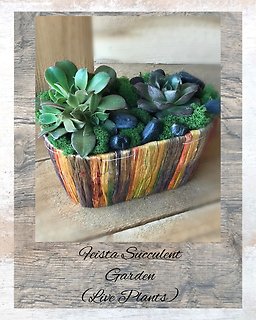 Fiesta Succulent Garden - Live Plants