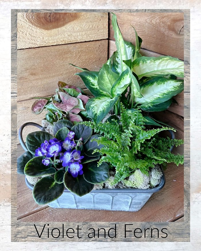 Violet and Ferns Dish Garden & Butterflies