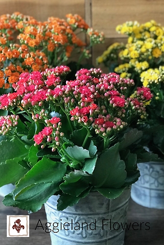 Kalanchoe Blooming Plant