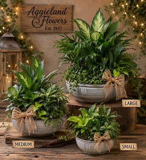 Moss & Ferns ~Dish Garden (Med) 12\"