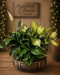 Moss & Ferns ~Dish Garden (Med) 12\"