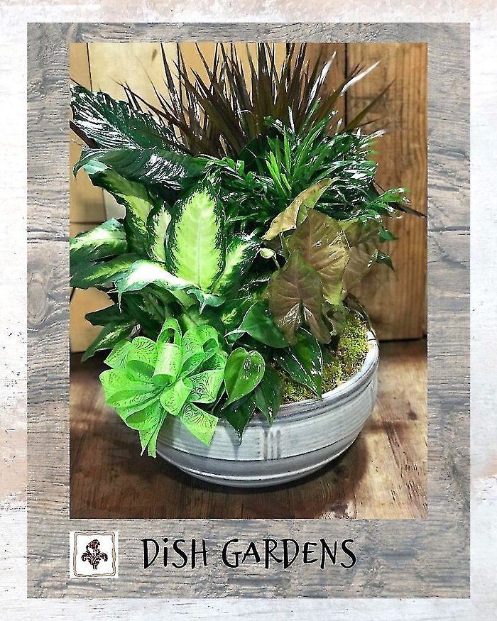Moss & Ferns Dish Garden ~ Large