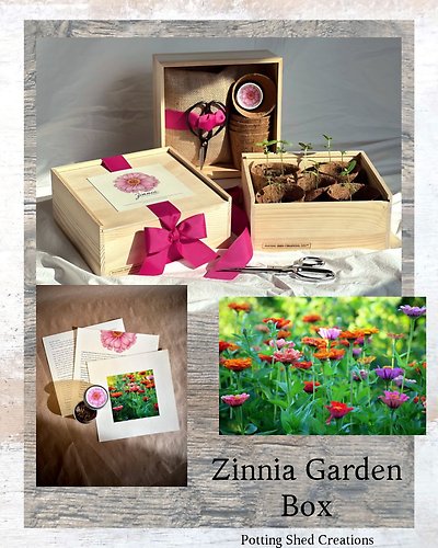 New Flower Zinnia Gift Box ~ Potting Shed Creations
