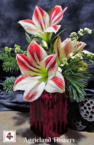 Winter Amaryllis Bouquet