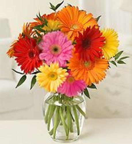 Gerbera Daisy Delight