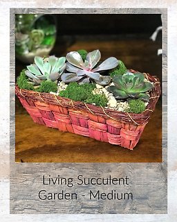 Fiesta Succulent Garden -Med