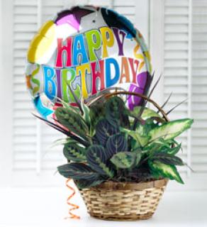 Happy Birthday Dish Garden with Balloon